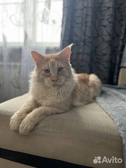 Мейн-кун вязка