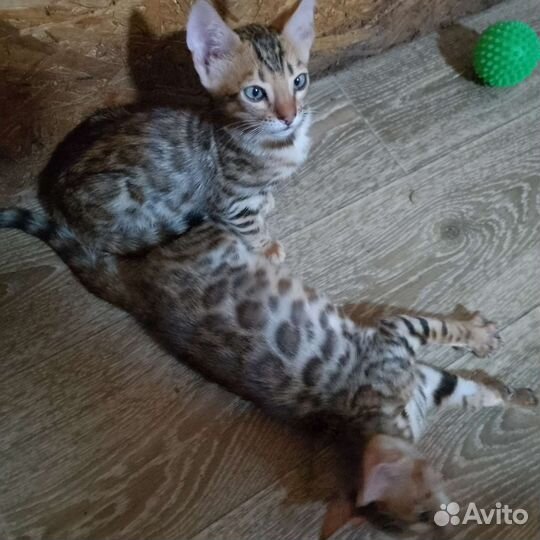 Бенгальские котята