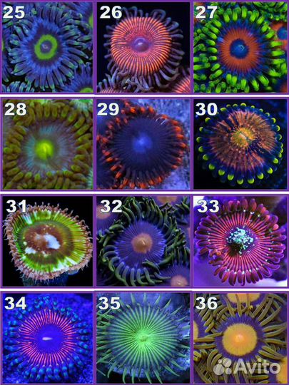 Кораллы для морского аквариума Зоантус Актиния