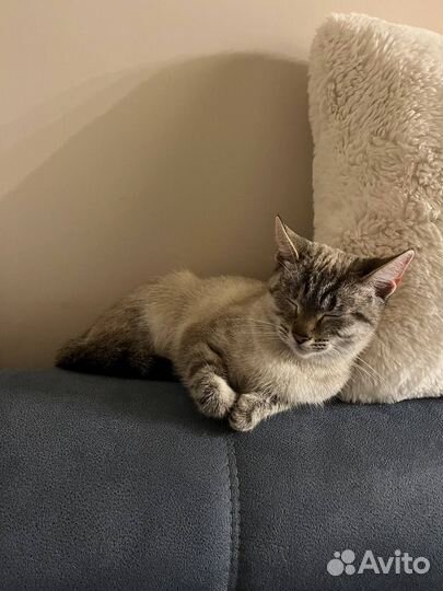 Кошечка найденыш