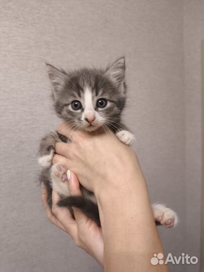 Котята в добрые руки бесплатно