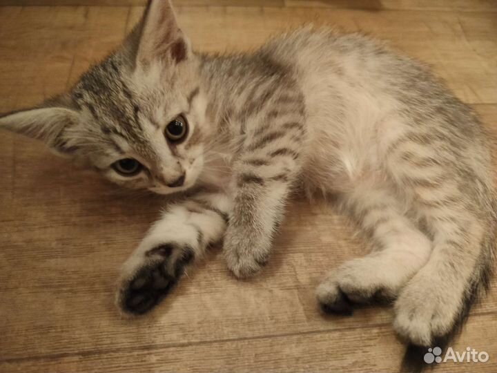 Котята в добрые руки шотландцы