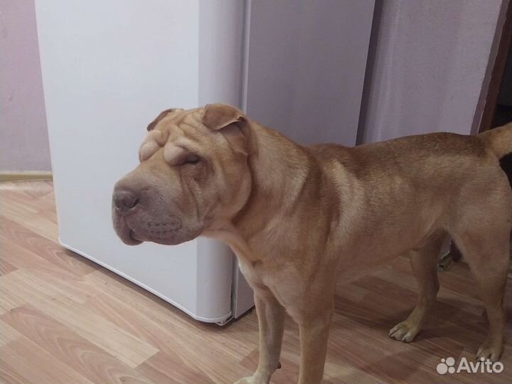Шарпей вязка