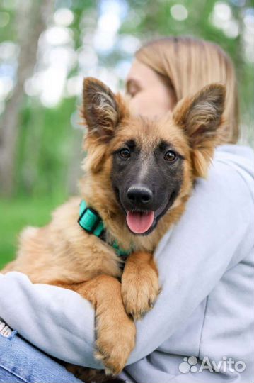 Щенок из приюта ищет семью