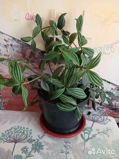 Пеперомия ангулата