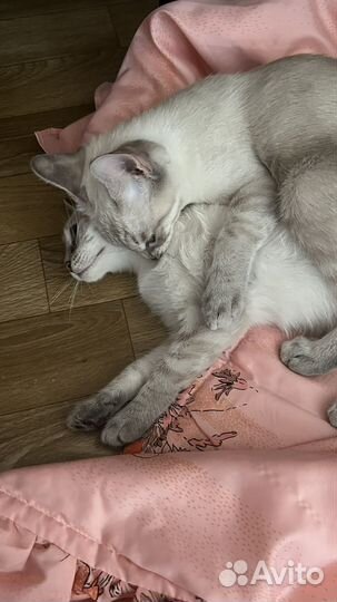 Котята подростки