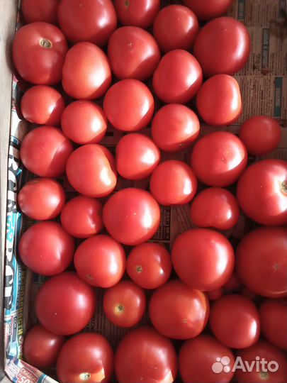 Помидоры домашние
