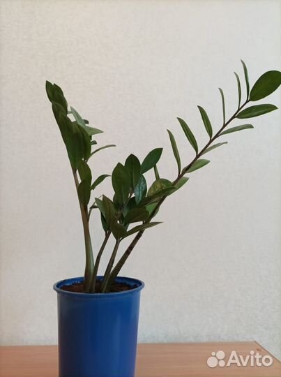 Комнатные домашние растения