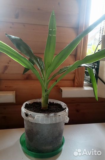 Пальма юкка