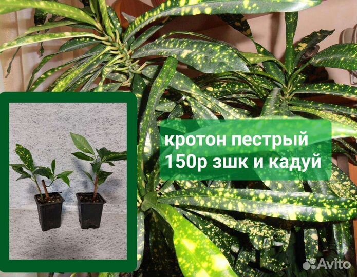 Фикус,кротон,диффенбахия, декабрист бамбук