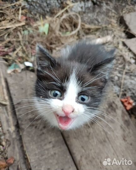 Котята в добрые руки даром