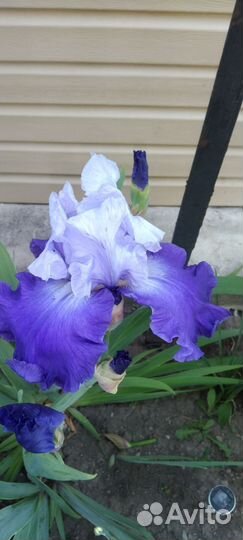 Цветы и кустарники