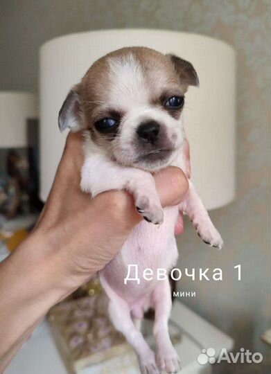 Чихуахуа бело-рыжие коровки