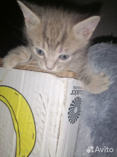 Котята ищут дом