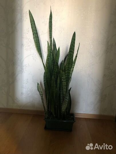 Продам цветы комнатные