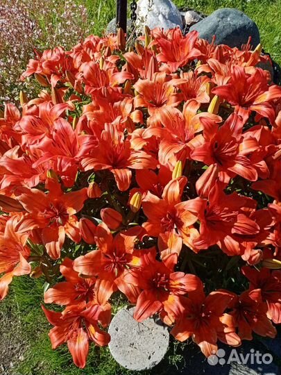 Детская кроватка с матрасом, светлая