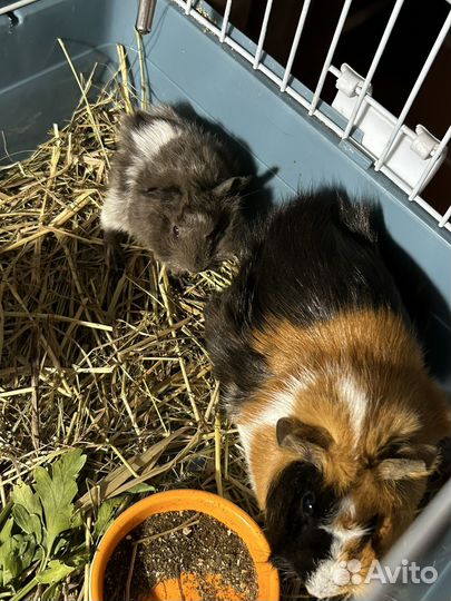 Морская свинка в добрые руки