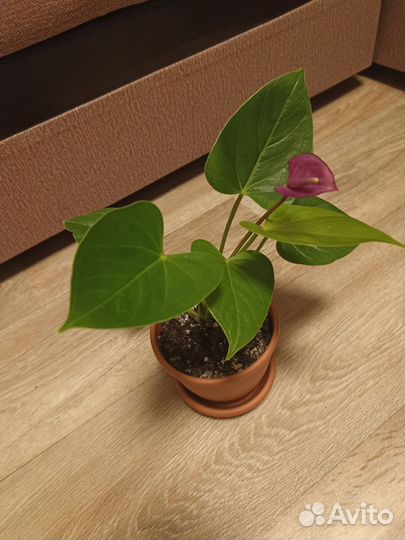 Антуриум фиолетовый