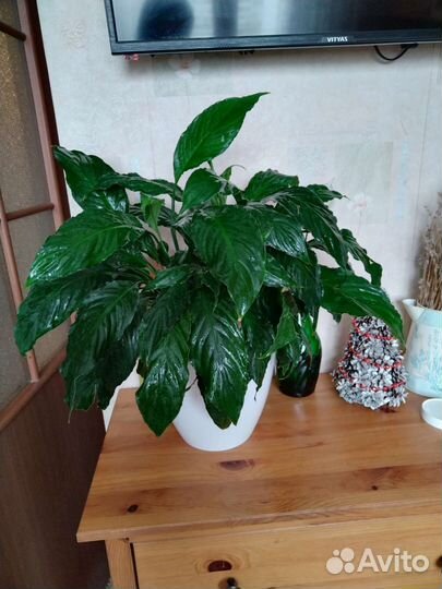 Спатифиллум