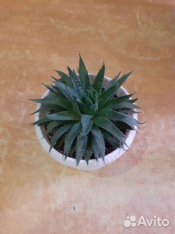 Комнатные цветы