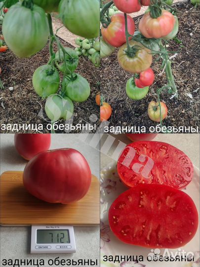 Семена томатов