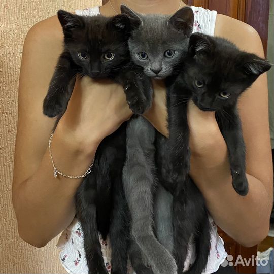 Отдам котят в добрые руки