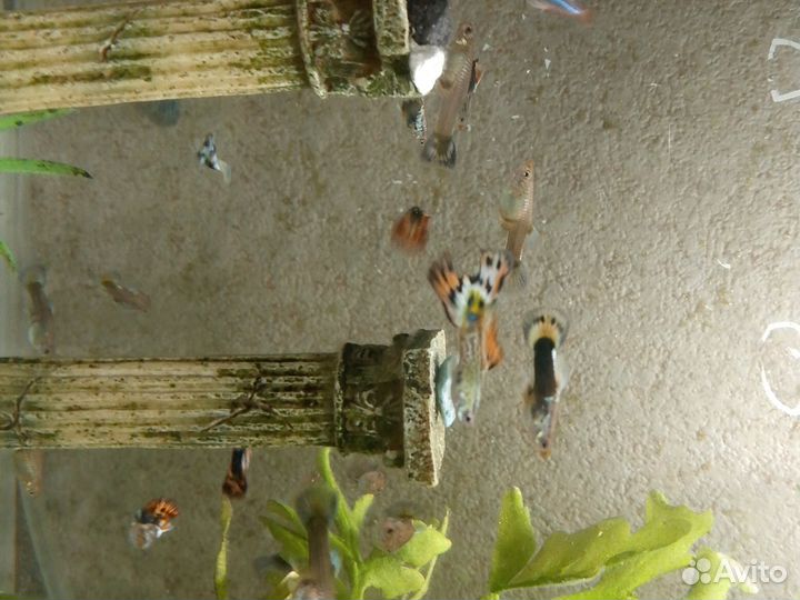 Аквариумные рыбки