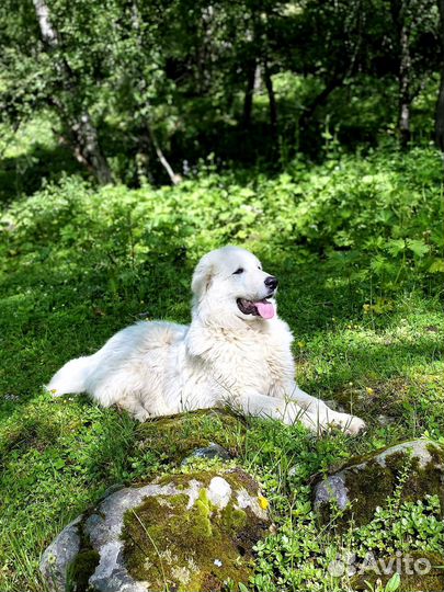 Продам щенков маремма