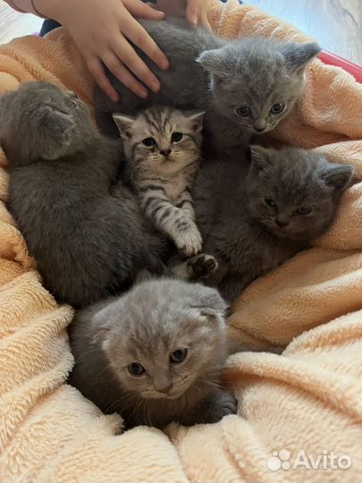 Шотландская