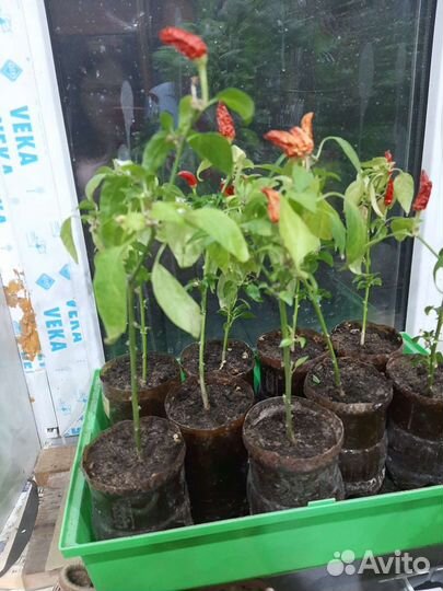 Рассада перец