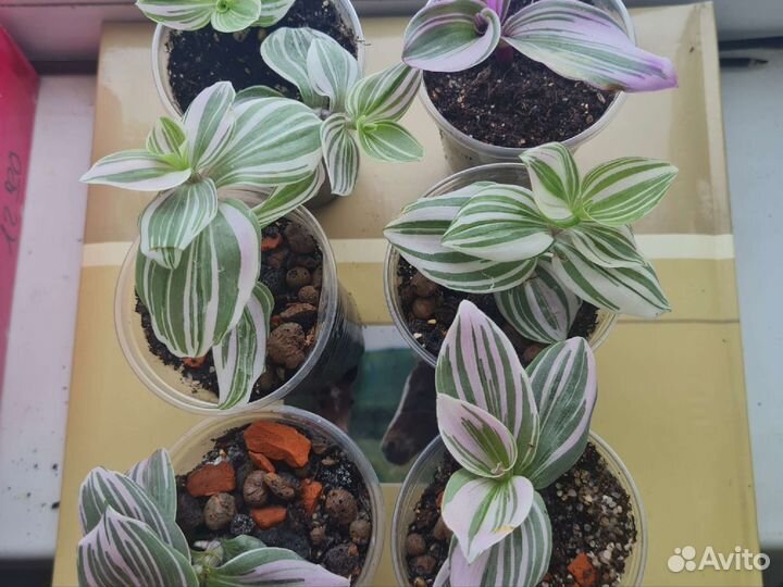 Традесканция шоколад