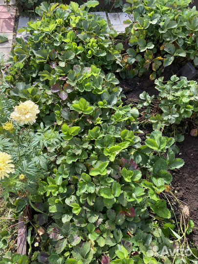 Кусты клубники