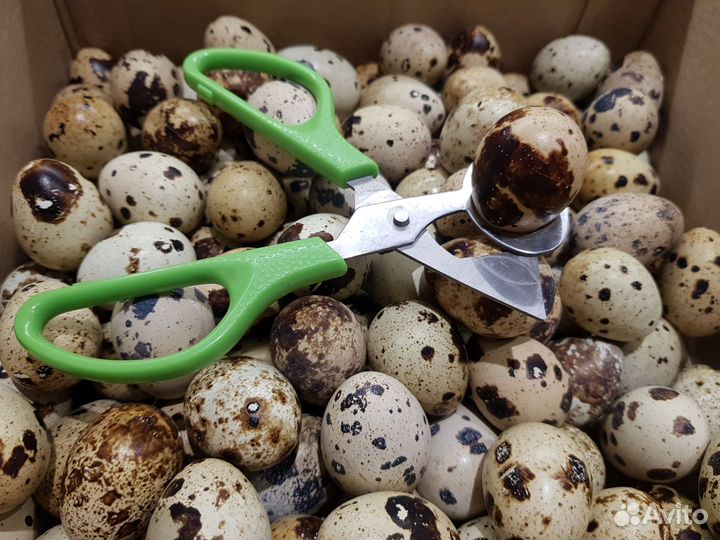 Яйца перепелиные домашние