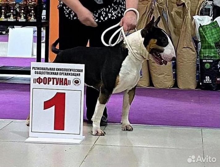 Вязка бультерьеров