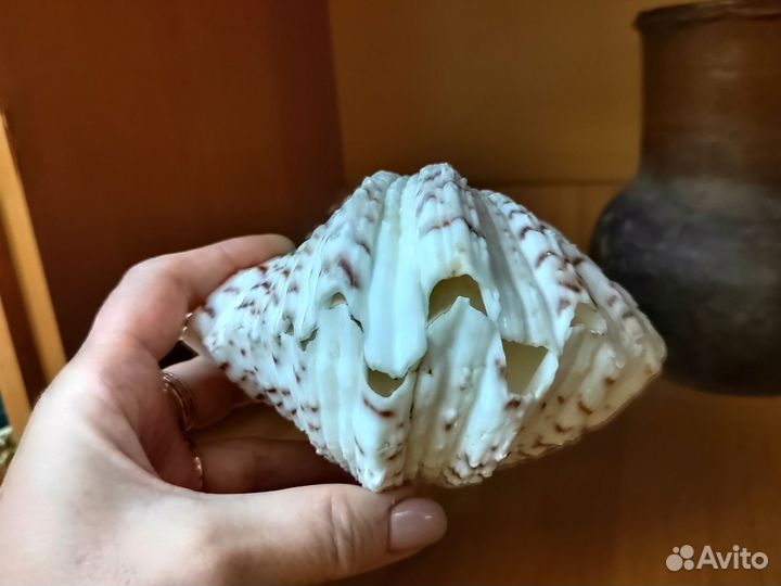 Хипопус ракушка 13,5