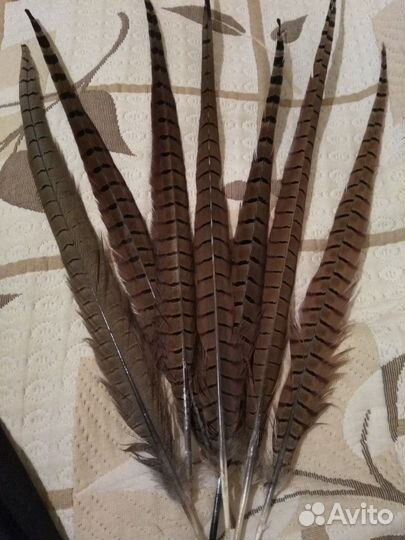 Перья фазана