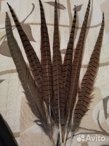 Перья фазана