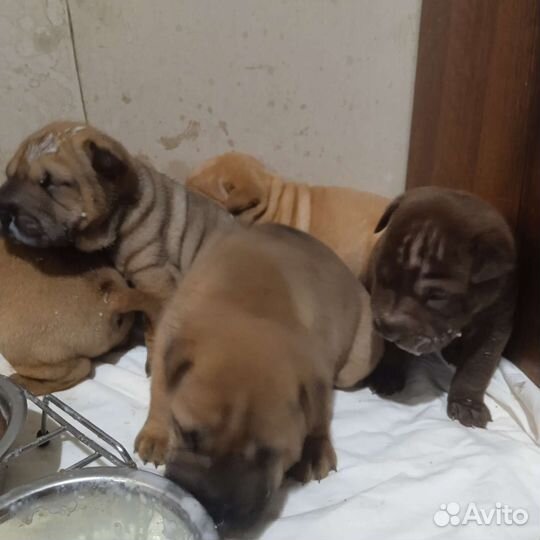 Щенки мини шарпея