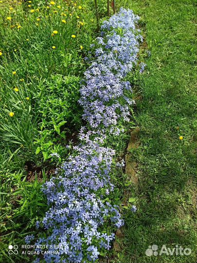 Цветы Вербейник, флокс шиловид, ландыш