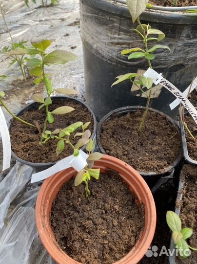 Саженцы голубики