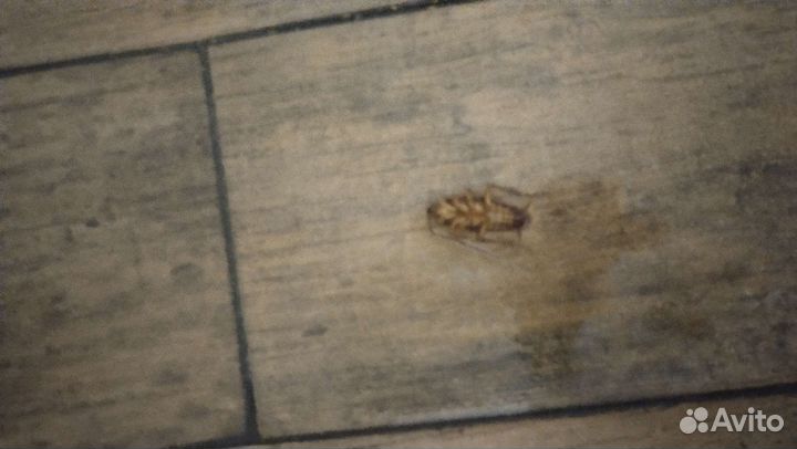 Уничтожение запаха, плесени, грибка, насекомых