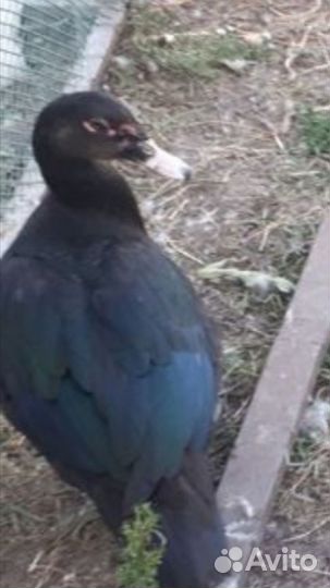 Мускусный селезень на развод