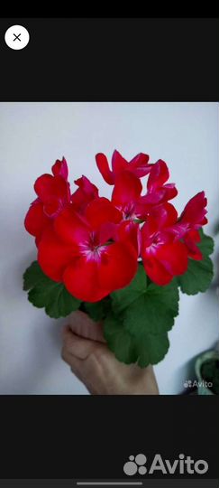 Пеларгония герань