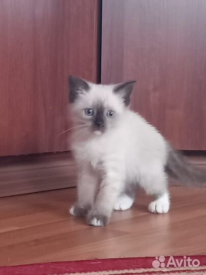 Кошка сиамская