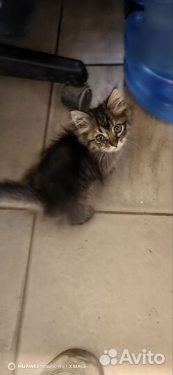 Котята девочки в добрые руки бесплатно