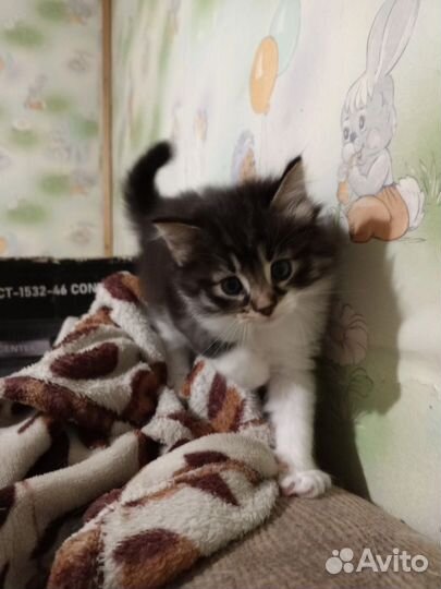 Котятки в добрые руки