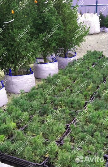 Сибирский кедр. Саженцы