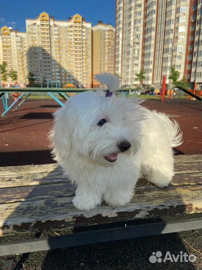 Щенок мальтийской болонки