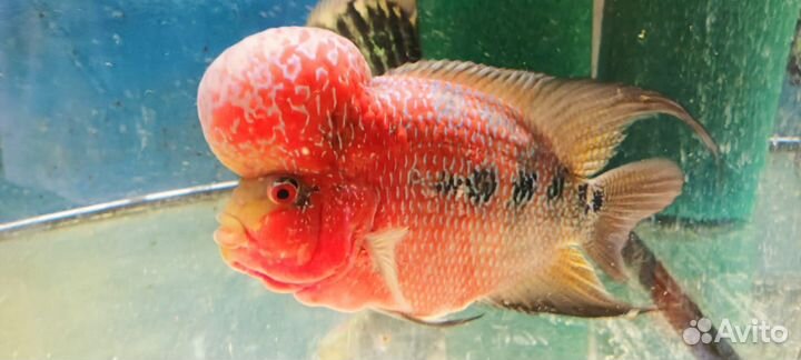 Фловер хорны