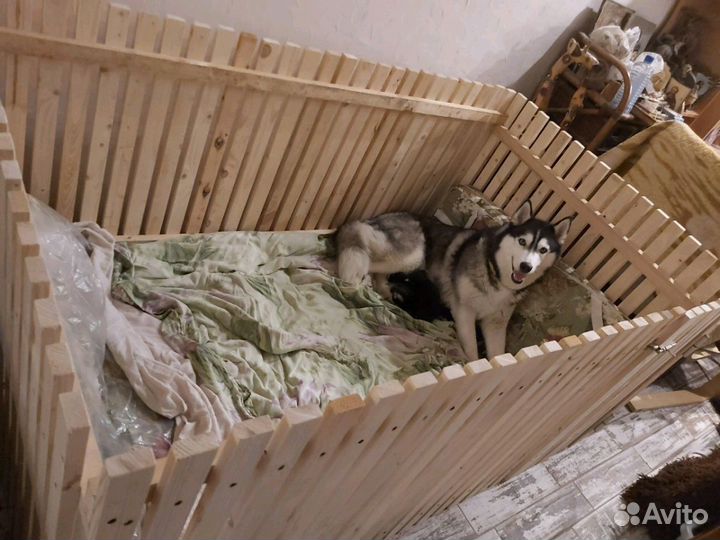 Вольер для щенков собак